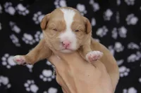 Ceasar, a male Maltipoo for sale in Muskogee, OK – Photo 3 of 5