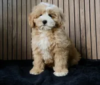 Teddy, a male Maltipoo for sale in Muskogee, OK – Photo 1 of 5