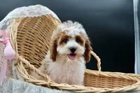 Posie pearl , a female Cavapoo for sale in Muskogee, OK – 5 of 10