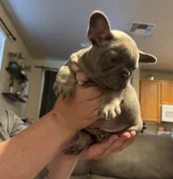 Tank, a male French Bulldog for sale in Sacramento, CA – 2 of 3