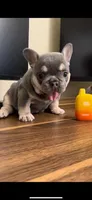 Crema, a female French Bulldog for sale in Sacramento, CA – 3 of 8