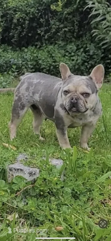 Merlin – French Bulldog puppy for sale in Sacramento, CA