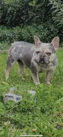 Merlin, a female French Bulldog for sale in Sacramento, CA – 1 of 1