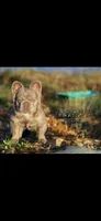 Newshade Isabella and tan fluffy , a male French Bulldog for sale in Sacramento, CA – 3 of 4