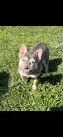 Crema, a female French Bulldog for sale in Sacramento, CA – 6 of 8