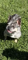 Momo, a female French Bulldog for sale in Sacramento, CA – 4 of 4