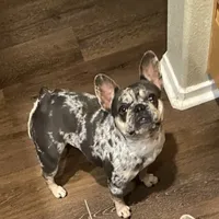 Momo, a female French Bulldog for sale in Sacramento, CA – Photo 2 of 3