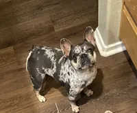 Momo, a female French Bulldog for sale in Sacramento, CA – Photo 2 of 3