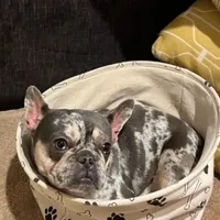 Momo, a female French Bulldog for sale in Sacramento, CA – Photo 3 of 3