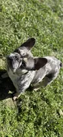 Momo, a female French Bulldog for sale in Sacramento, CA – Photo 1 of 3
