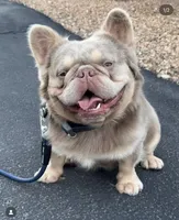Crema, a female French Bulldog for sale in Sacramento, CA – 2 of 8