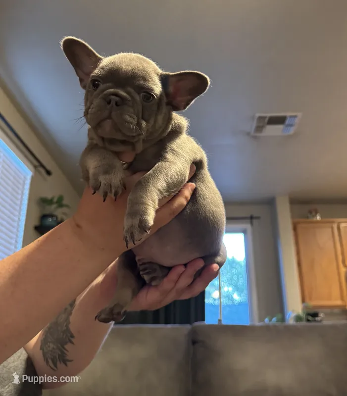 Tank – French Bulldog puppy for sale in Sacramento, CA