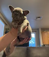 Tank, a male French Bulldog for sale in Sacramento, CA – 1 of 3