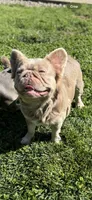 Newshade Isabella and tan fluffy , a male French Bulldog for sale in Sacramento, CA – 1 of 4