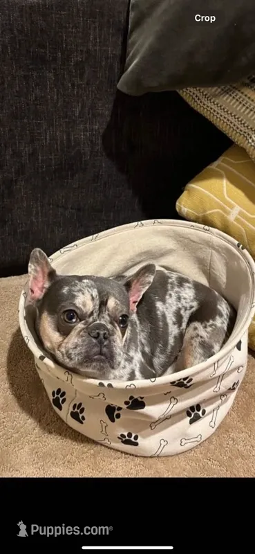 Momo – French Bulldog puppy for sale in Sacramento, CA