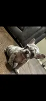 Hank, a male French Bulldog for sale in Sacramento, CA – 5 of 5