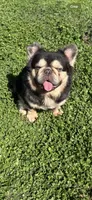 Chocolate and tan fluffy, a male French Bulldog for sale in Sacramento, CA – 5 of 5