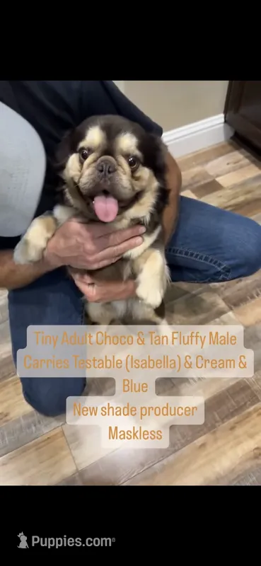 Chocolate and tan fluffy – French Bulldog puppy for sale in Sacramento, CA