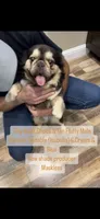 Chocolate and tan fluffy, a male French Bulldog for sale in Sacramento, CA – 1 of 5