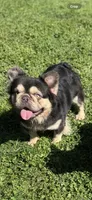 Chocolate and tan fluffy, a male French Bulldog for sale in Sacramento, CA – 2 of 5