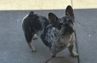Momo, a female French Bulldog for sale in Sacramento, CA – 2 of 4