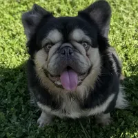 Choco and tan, a male French Bulldog for sale in Sacramento, CA – Photo 2 of 4