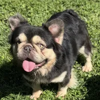 Choco and tan, a male French Bulldog for sale in Sacramento, CA – Photo 1 of 4
