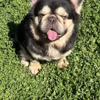 Choco and tan, a male French Bulldog for sale in Sacramento, CA – Photo 4 of 4