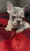 Hank, a male French Bulldog for sale in Sacramento, CA – 3 of 5