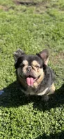 Chocolate and tan fluffy, a male French Bulldog for sale in Sacramento, CA – 4 of 5