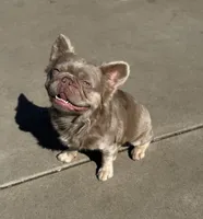 Newshade Isabella and tan fluffy , a male French Bulldog for sale in Sacramento, CA – 2 of 4
