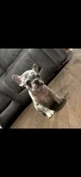 Hank, a male French Bulldog for sale in Sacramento, CA – 4 of 5
