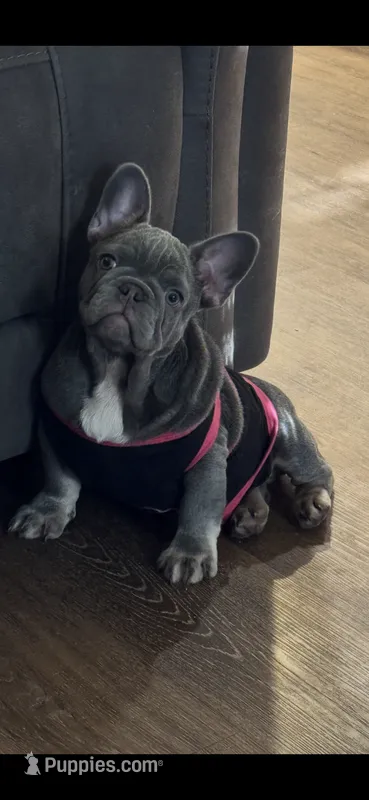 Tank – French Bulldog puppy for sale in Sacramento, CA