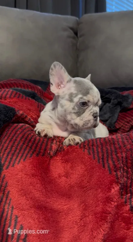 Hank – French Bulldog puppy for sale in Sacramento, CA