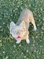 Newshade Isabella tan fluffy, a male French Bulldog for sale in Sacramento, CA – Photo 4 of 5