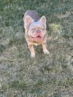 Newshade Isabella tan fluffy, a male French Bulldog for sale in Sacramento, CA – Photo 5 of 5