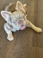 Newshade Isabella tan fluffy, a male French Bulldog for sale in Sacramento, CA – Photo 3 of 5