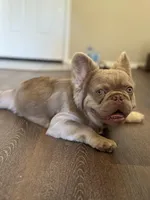 Newshade Isabella tan fluffy, a male French Bulldog for sale in Sacramento, CA – Photo 1 of 5