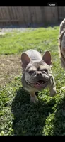 Crema, a female French Bulldog for sale in Sacramento, CA – 7 of 8