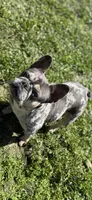 Momo, a female French Bulldog for sale in Sacramento, CA – 3 of 4