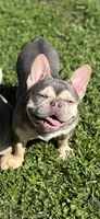 Crema, a female French Bulldog for sale in Sacramento, CA – 8 of 8