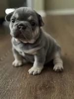 Crema, a female French Bulldog for sale in Sacramento, CA – 4 of 8