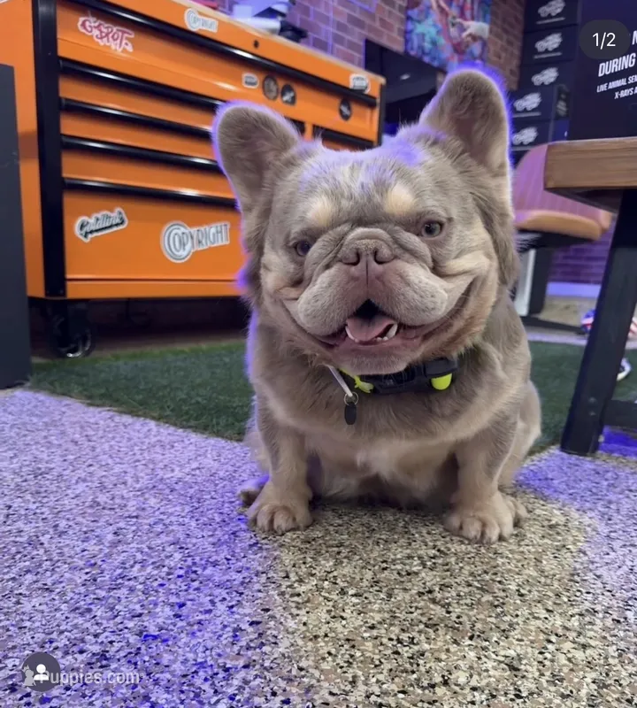 Crema – French Bulldog puppy for sale in Sacramento, CA