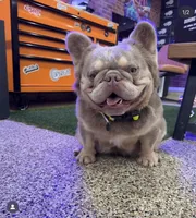 Crema, a female French Bulldog for sale in Sacramento, CA – 1 of 8