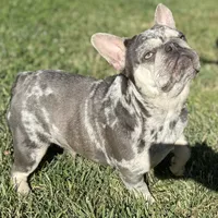 IN HEAT NOW, a female French Bulldog for sale in Sacramento, CA – Photo 1 of 2