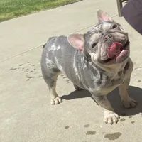 IN HEAT NOW, a female French Bulldog for sale in Sacramento, CA – Photo 2 of 2