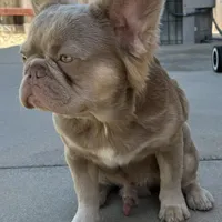 Newshade Isabella fluffy, a male French Bulldog for sale in Sacramento, CA – Photo 5 of 7