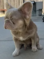 Newshade Isabella fluffy, a male French Bulldog for sale in Sacramento, CA – Photo 5 of 7