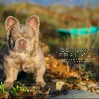Newshade Isabella fluffy, a male French Bulldog for sale in Sacramento, CA – Photo 4 of 7