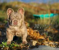 Newshade Isabella fluffy, a male French Bulldog for sale in Sacramento, CA – Photo 4 of 7